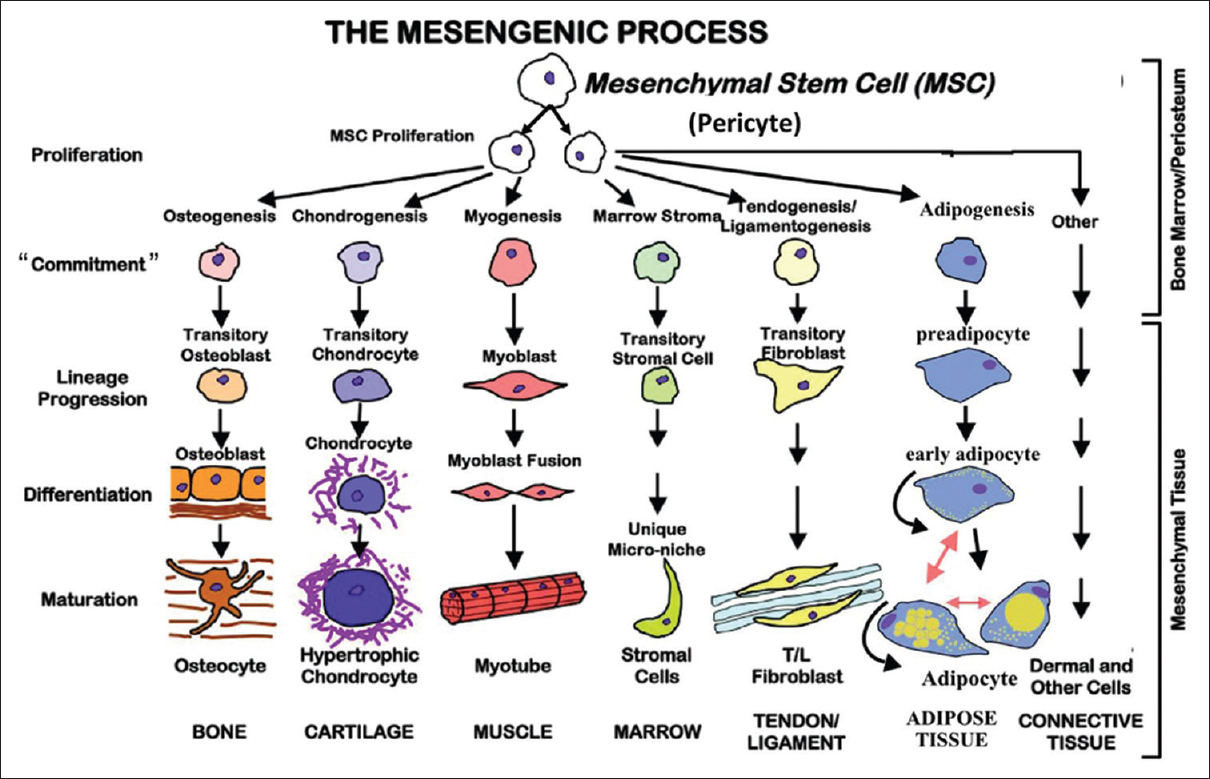 The mesengenic process of mesenchymal stem cells showing purebred progression and maturation