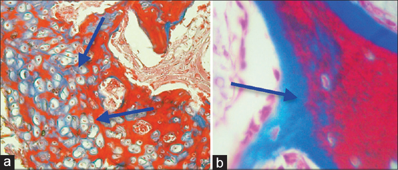 Osteogenesis in good quality was induced through undifferentiated stem cells in a radius of dog. (a) Endochondral ossification. (b) Intramembranousossification